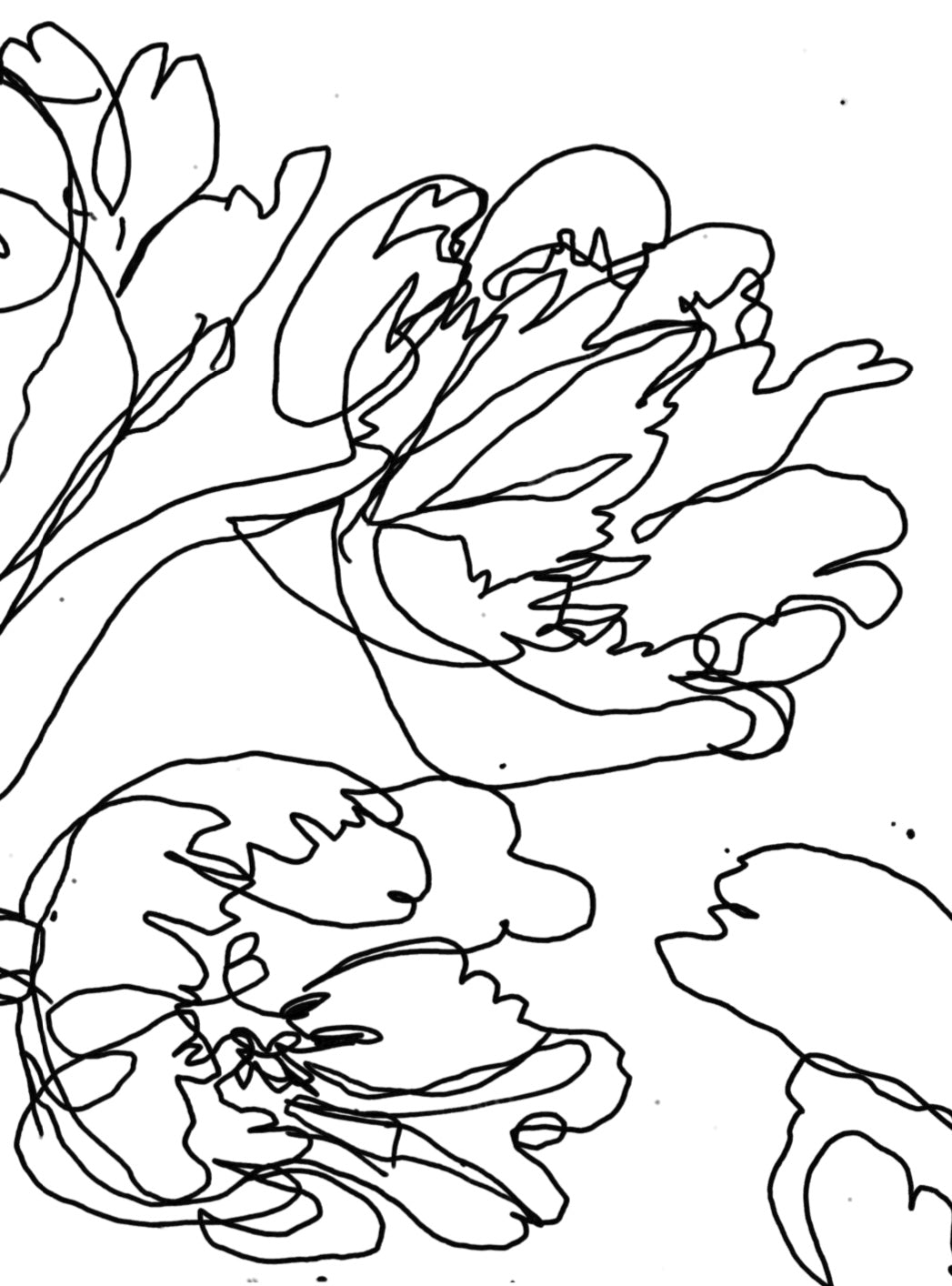 Luovuus kukkii - rajoja rikkova värityskirja